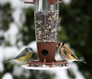 bird feeder image